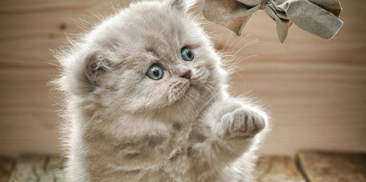chaton, mignon