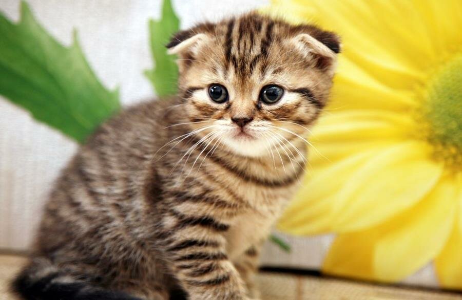 chaton, mignon