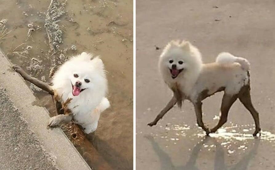 chien, boue, avant/après