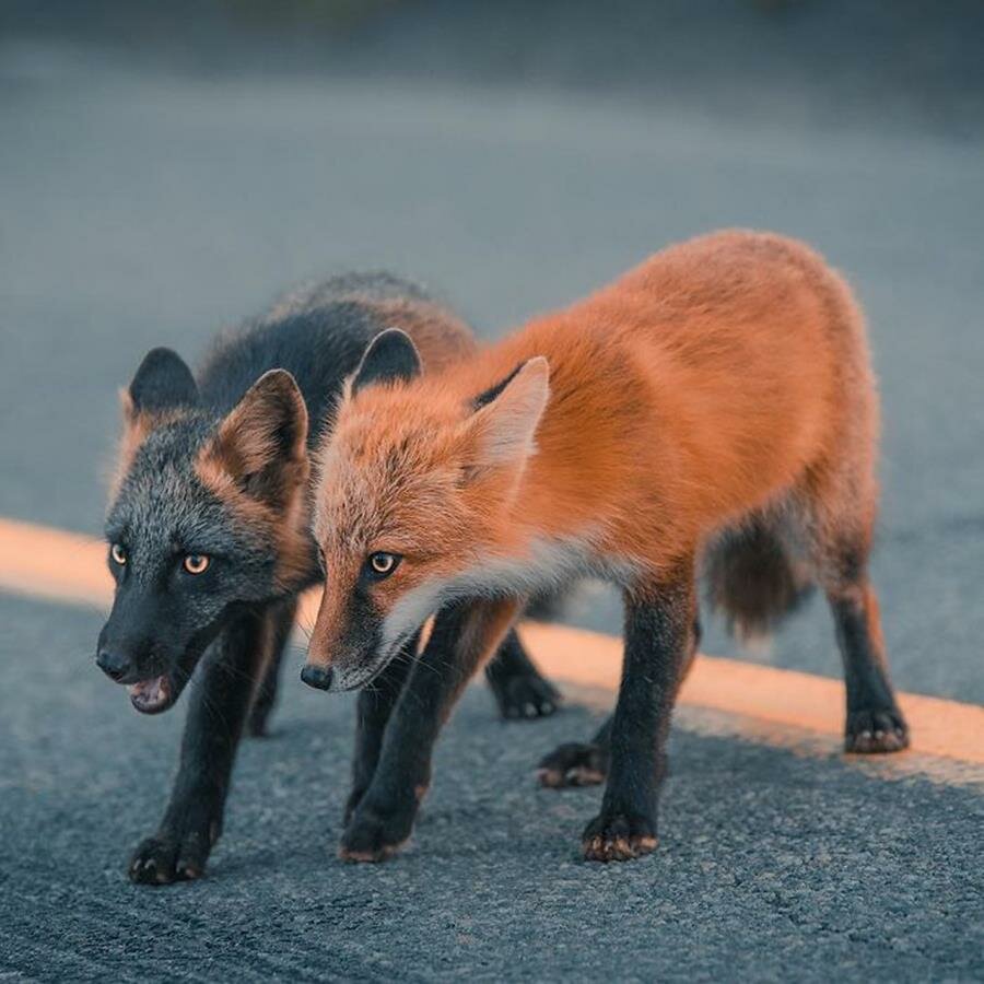 renard, roux, noir
