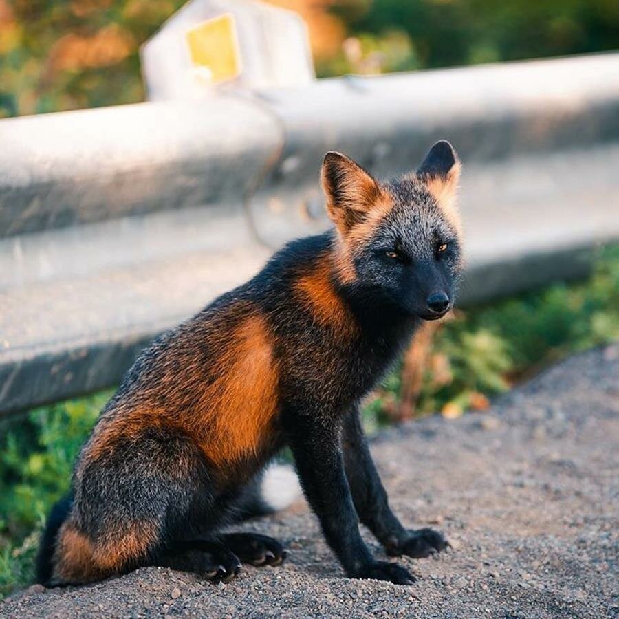 renard, roux, noir