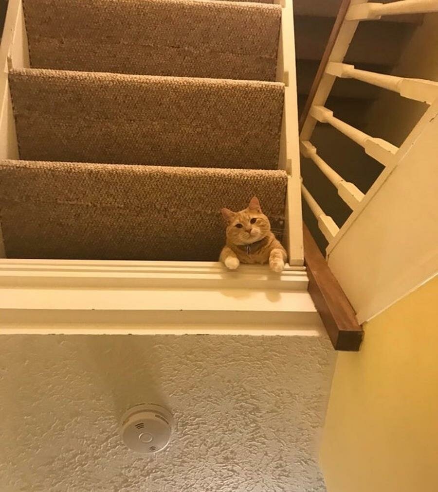 chat, escaliers