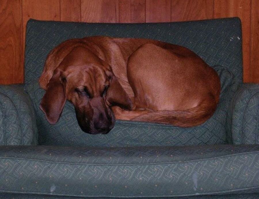 chien, coussin