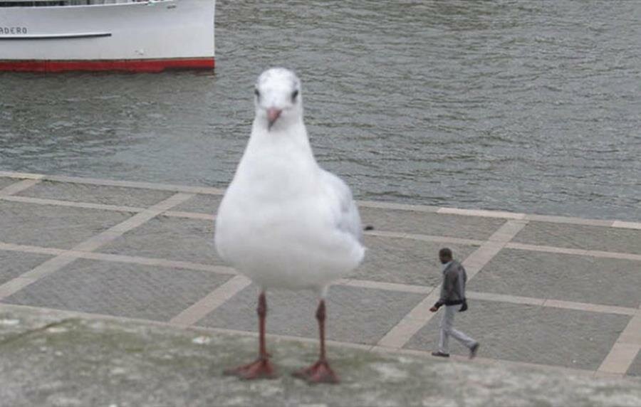 oiseau, humain