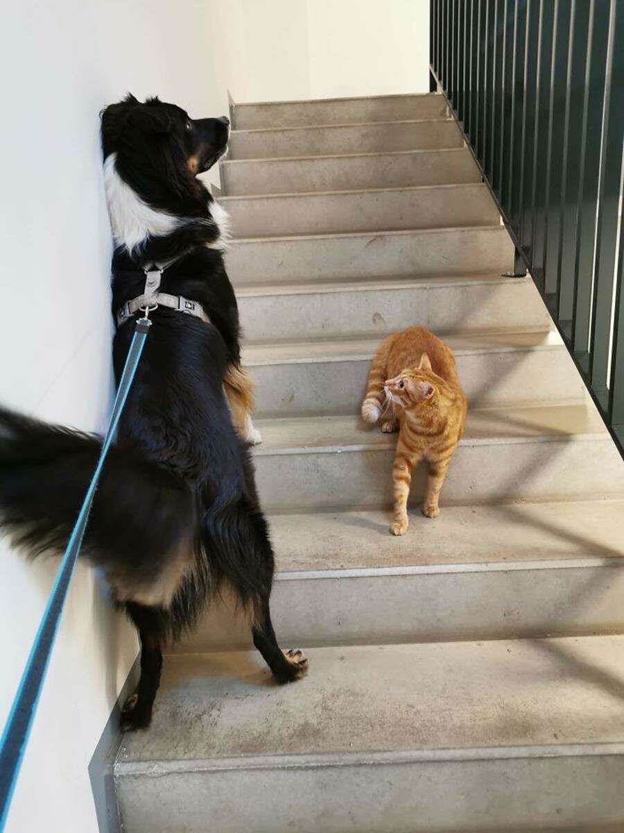 chien, chat, escalier
