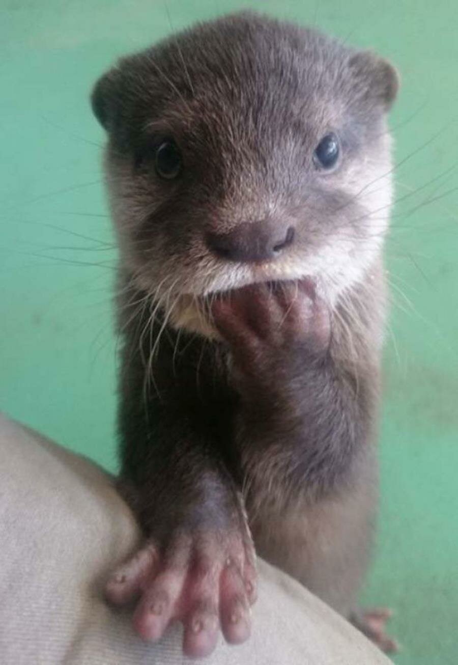 bébé, loutre, photo