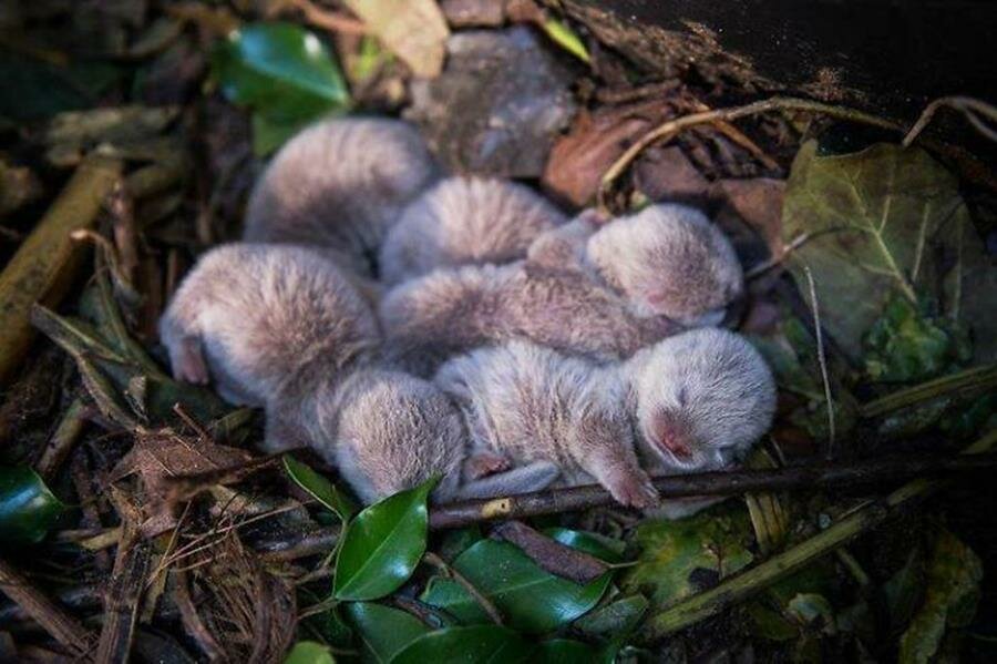 bébé, loutre, photo