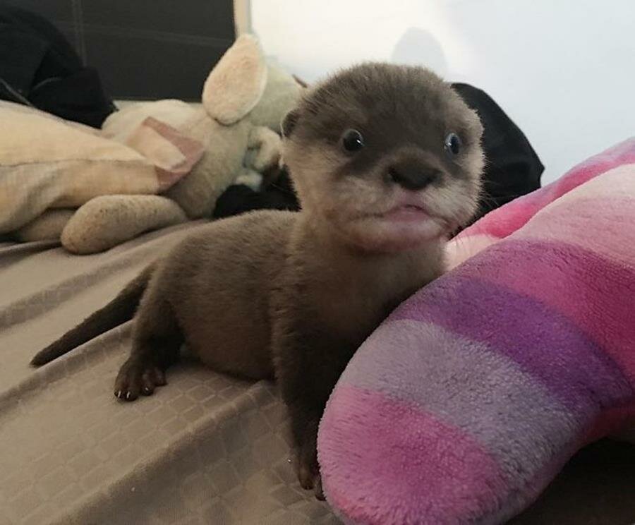 bébé, loutre, photo