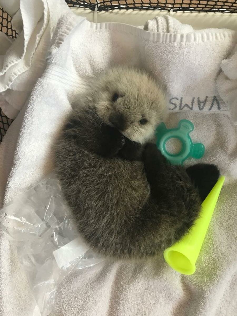 bébé, loutre, photo