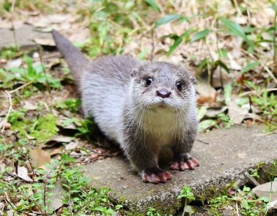 bébé, loutre, photo