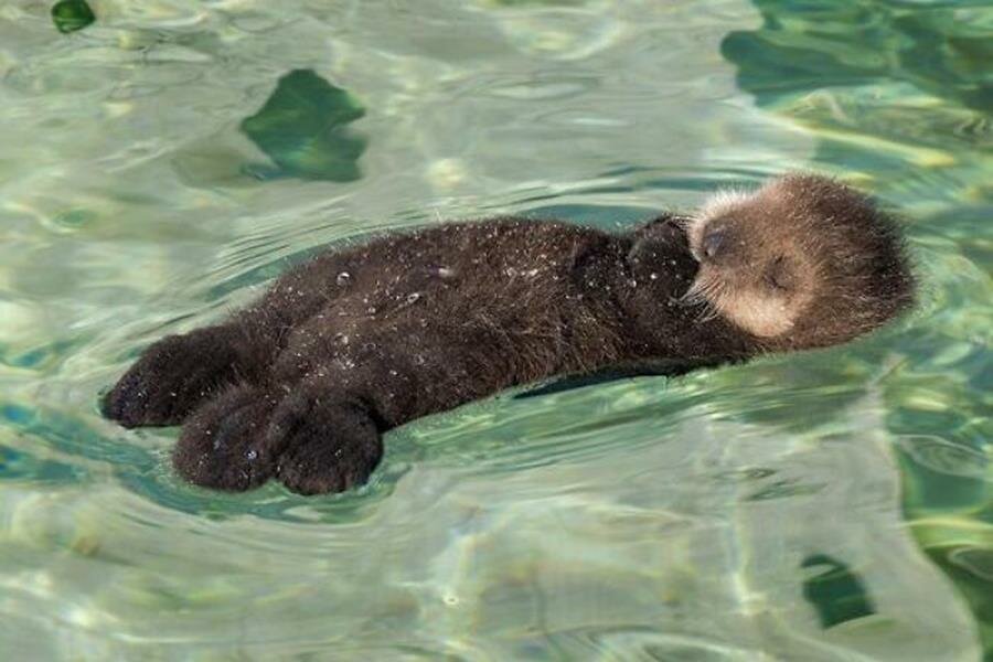 bébé, loutre, photo