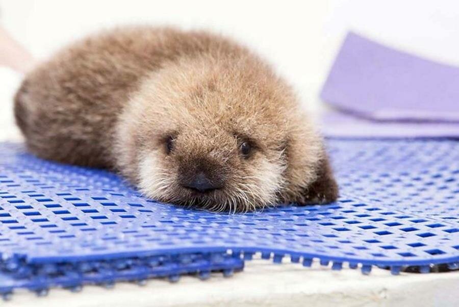 bébé, loutre, photo