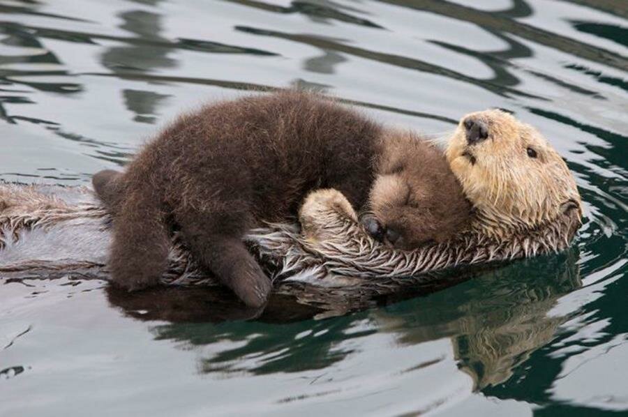 bébé, loutre, photo
