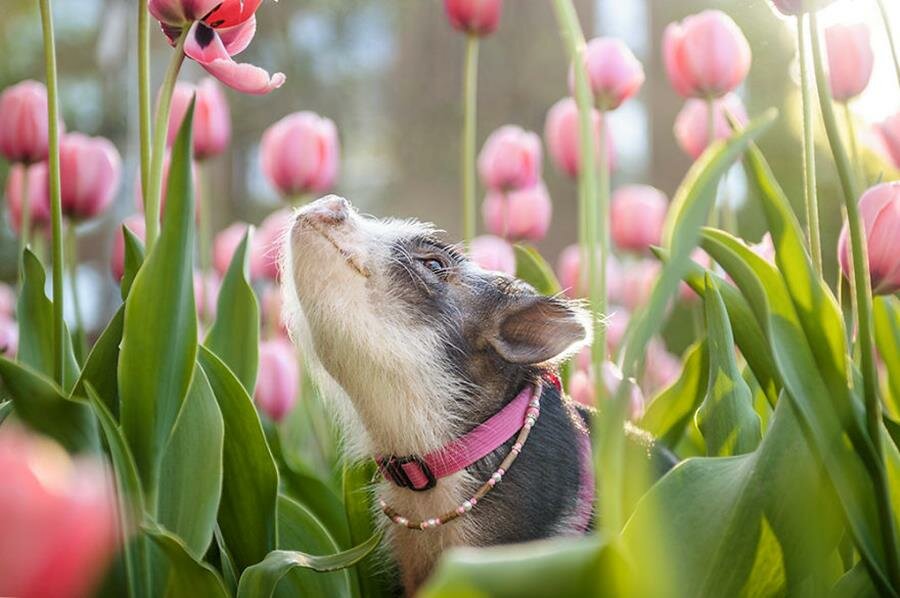 cochon, tulipe, photo