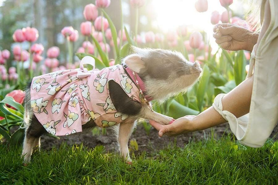 cochon, tulipe, photo