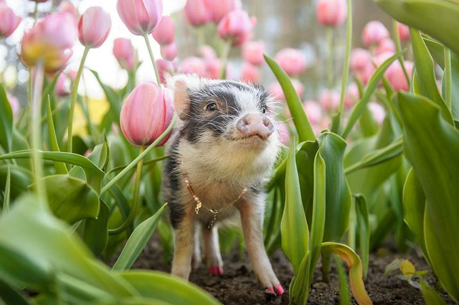 cochon, tulipe, photo