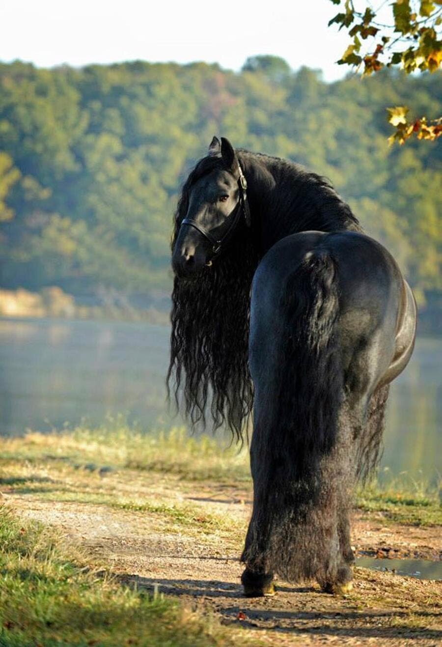 frederik le grand, cheval, noir