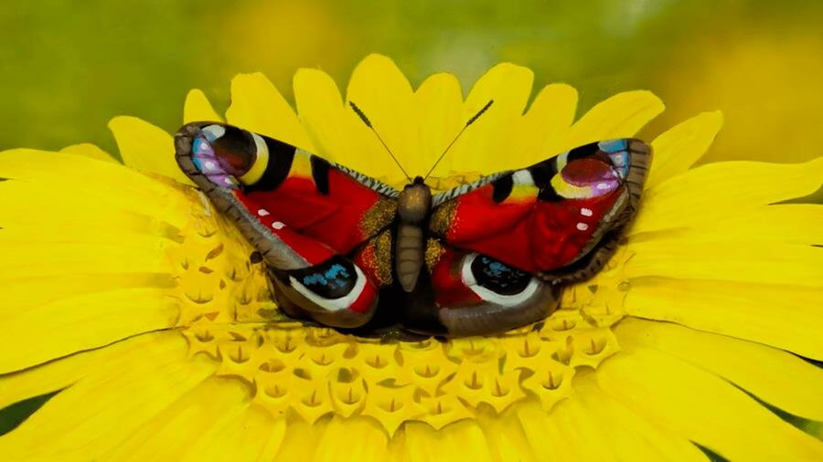 papillon, body painting