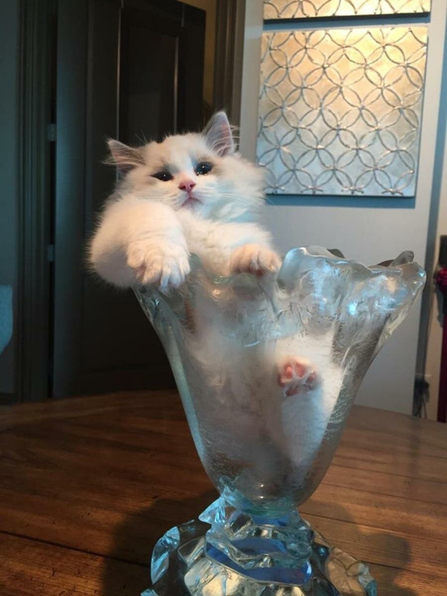 chat, chille