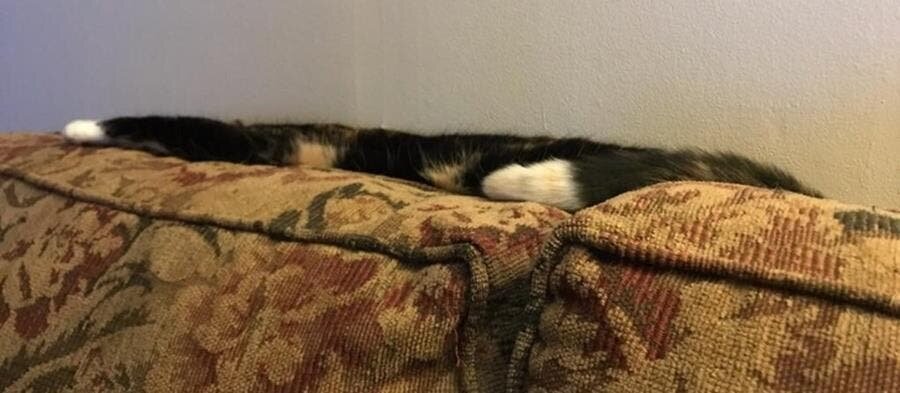 chat, étalé, canapé
