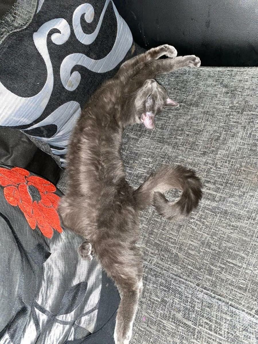 chat, étirer