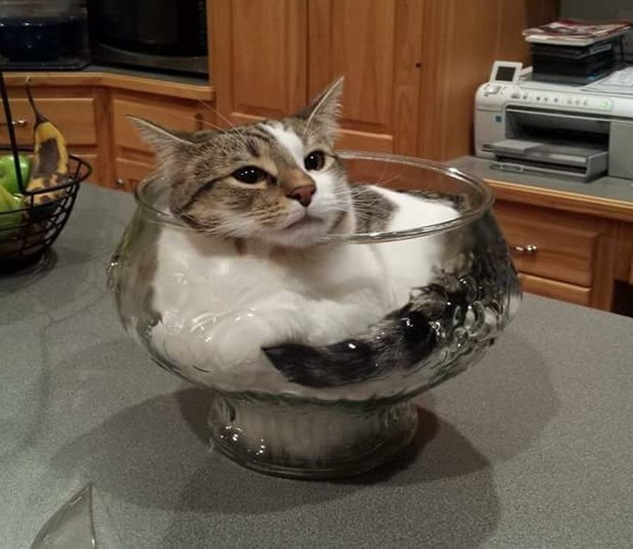 chat, vase