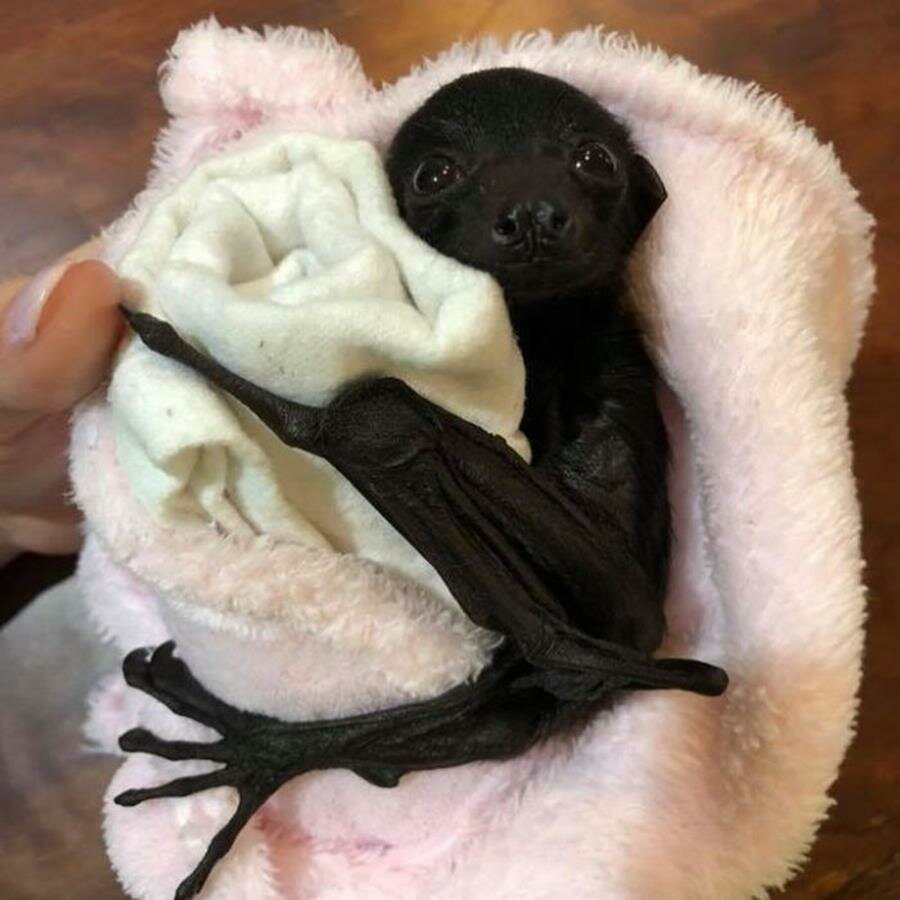 chauve-souris, mignonne