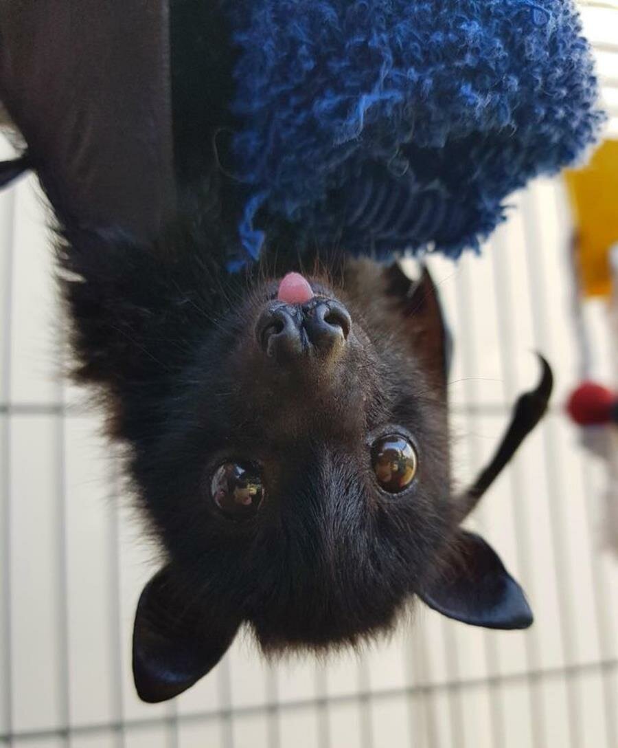 chauve-souris, mignonne