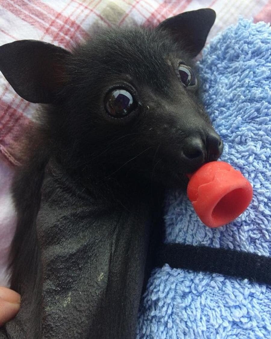 chauve-souris, mignonne