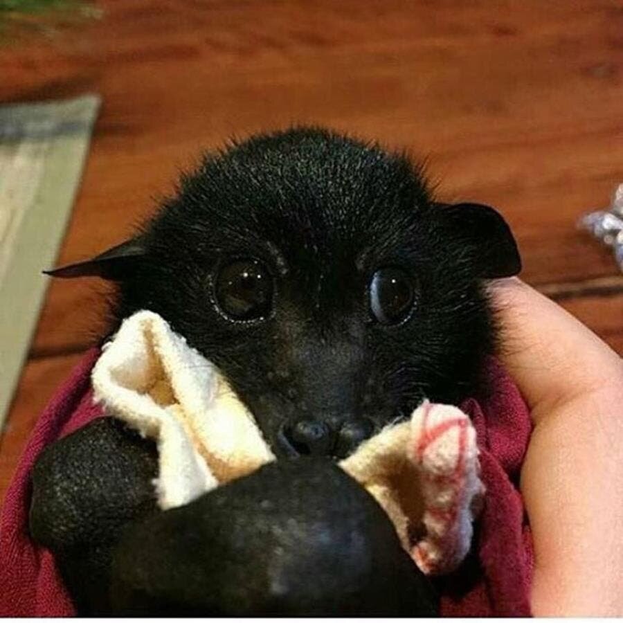 chauve-souris, mignonne