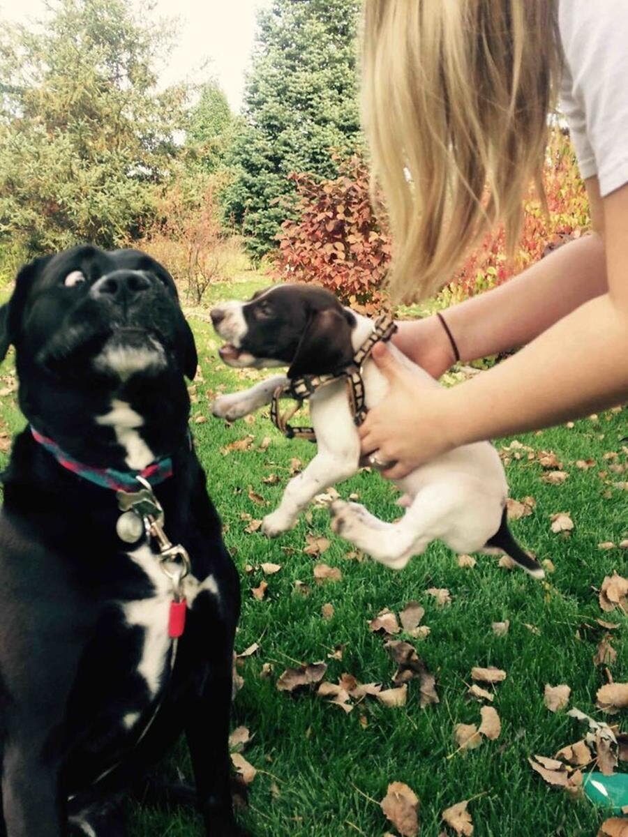 chien, chiot