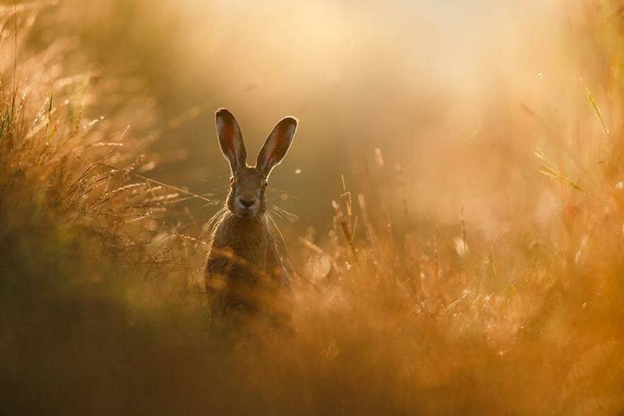 photo, lapin