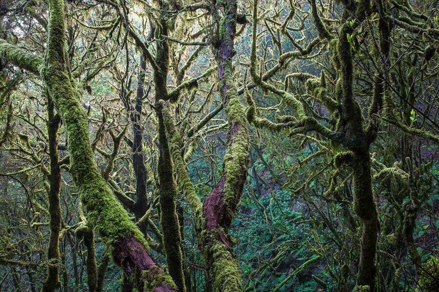 photo, arbre, forêt