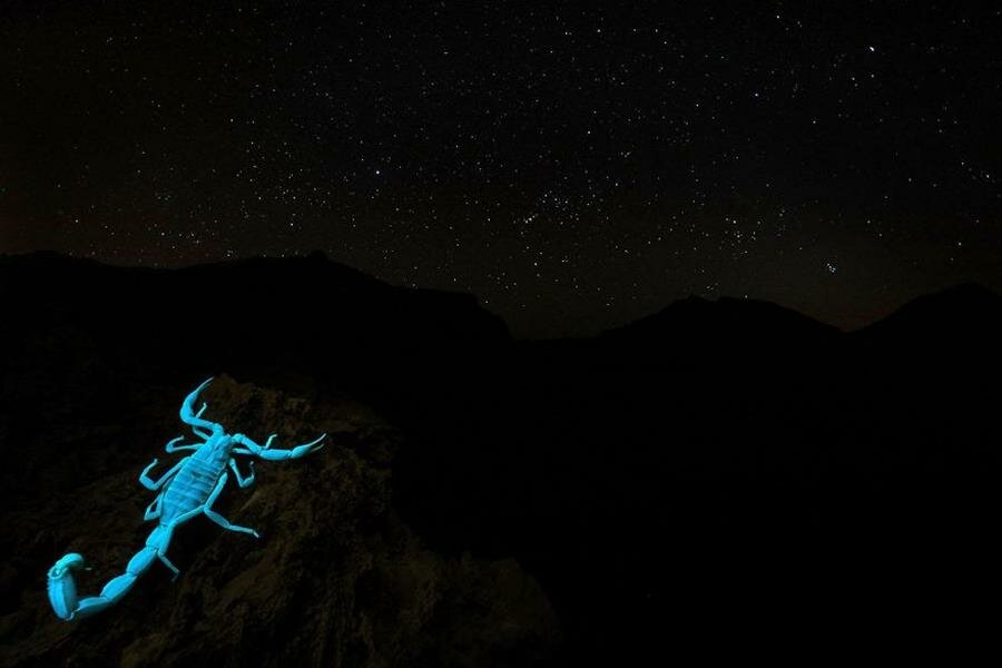 scorpion, Ã©toiles