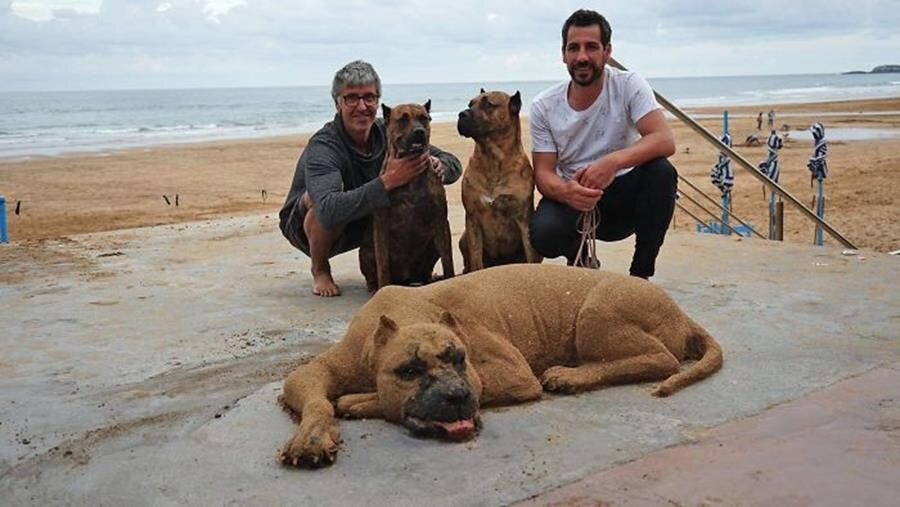 sculpture, sable, animal, andoni bastarrika, chien