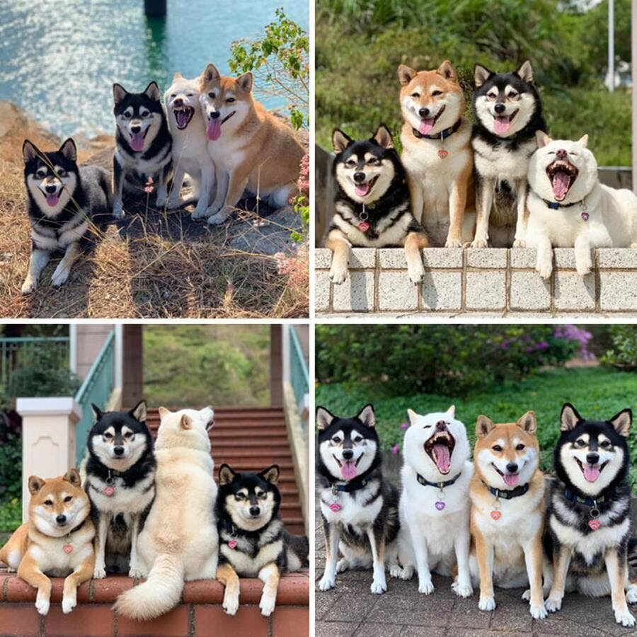 chiens, photos, groupe