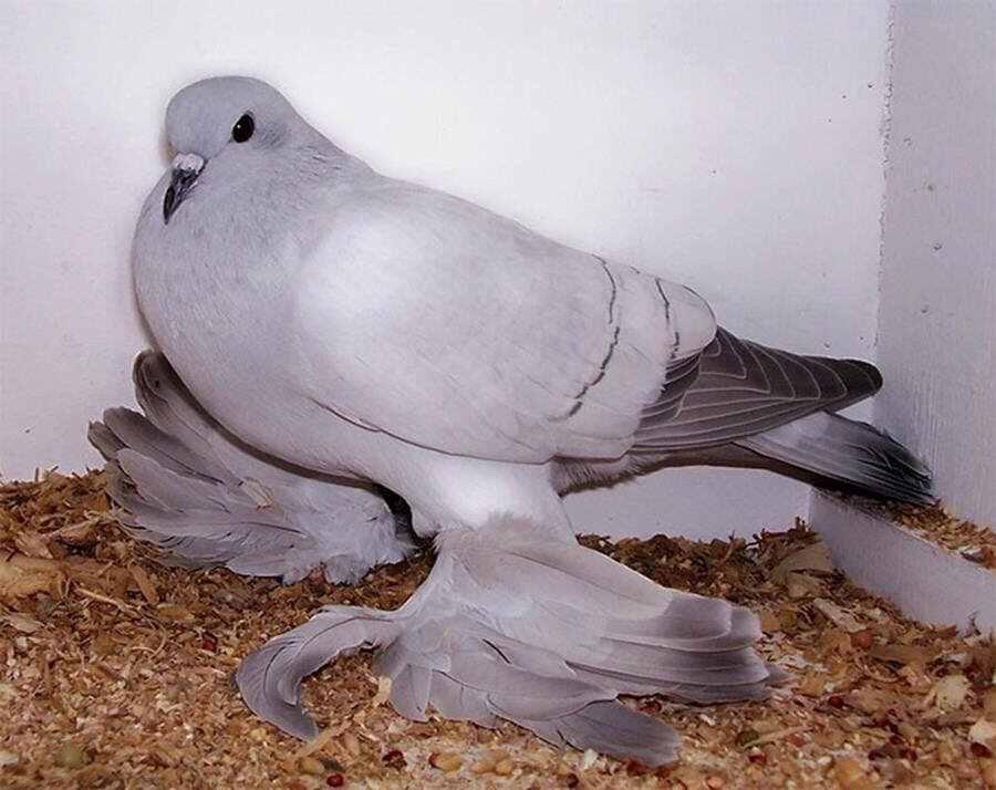 pigeon, magnfiique
