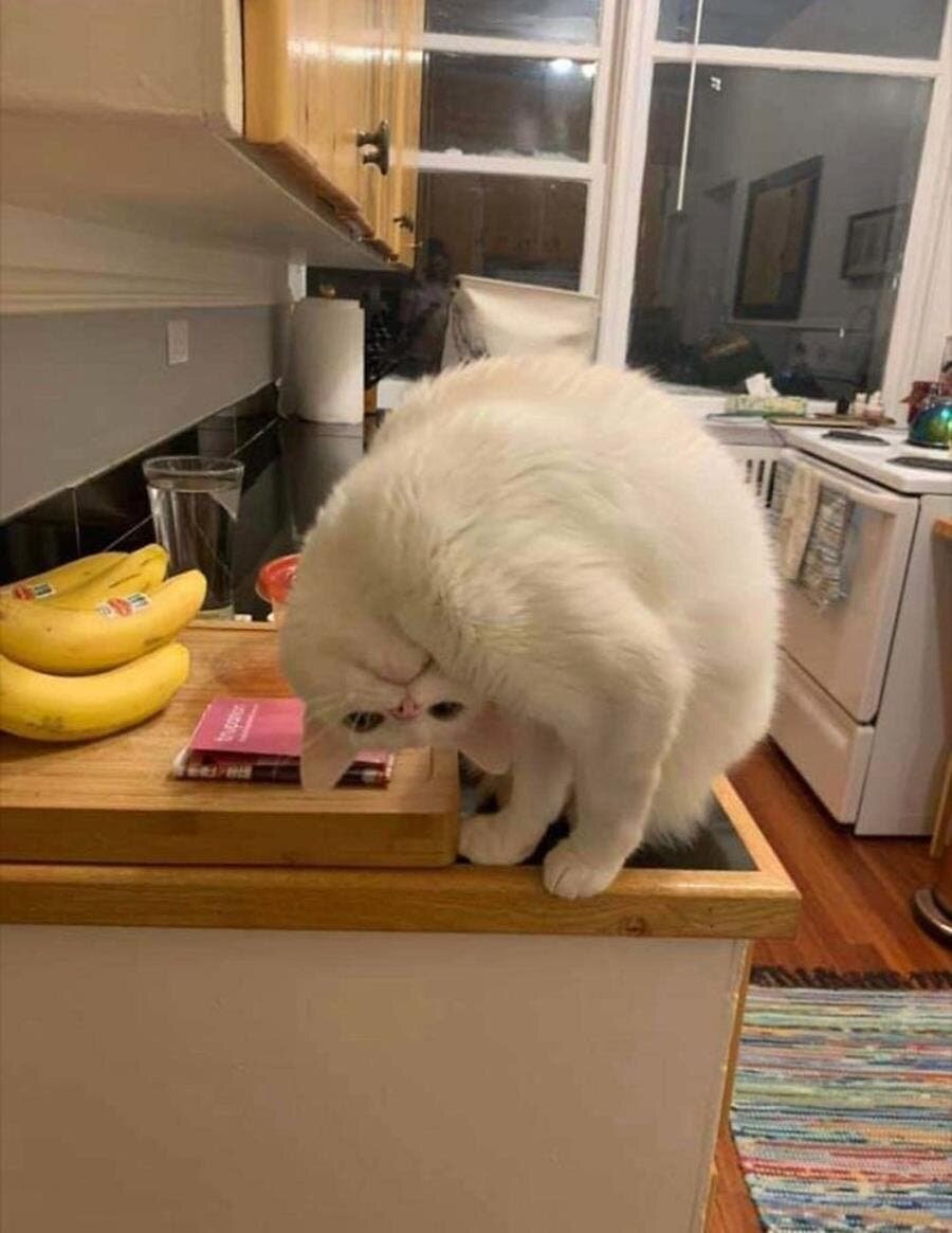 chat, tête tournée