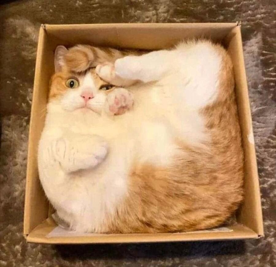 chat, carton