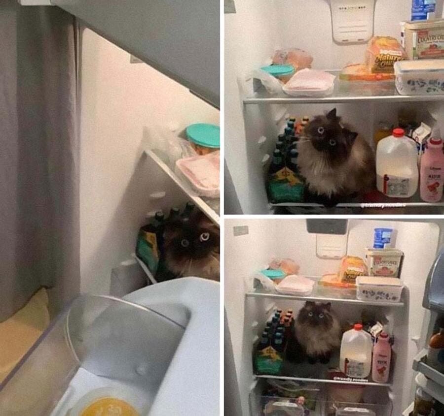frigo, chat