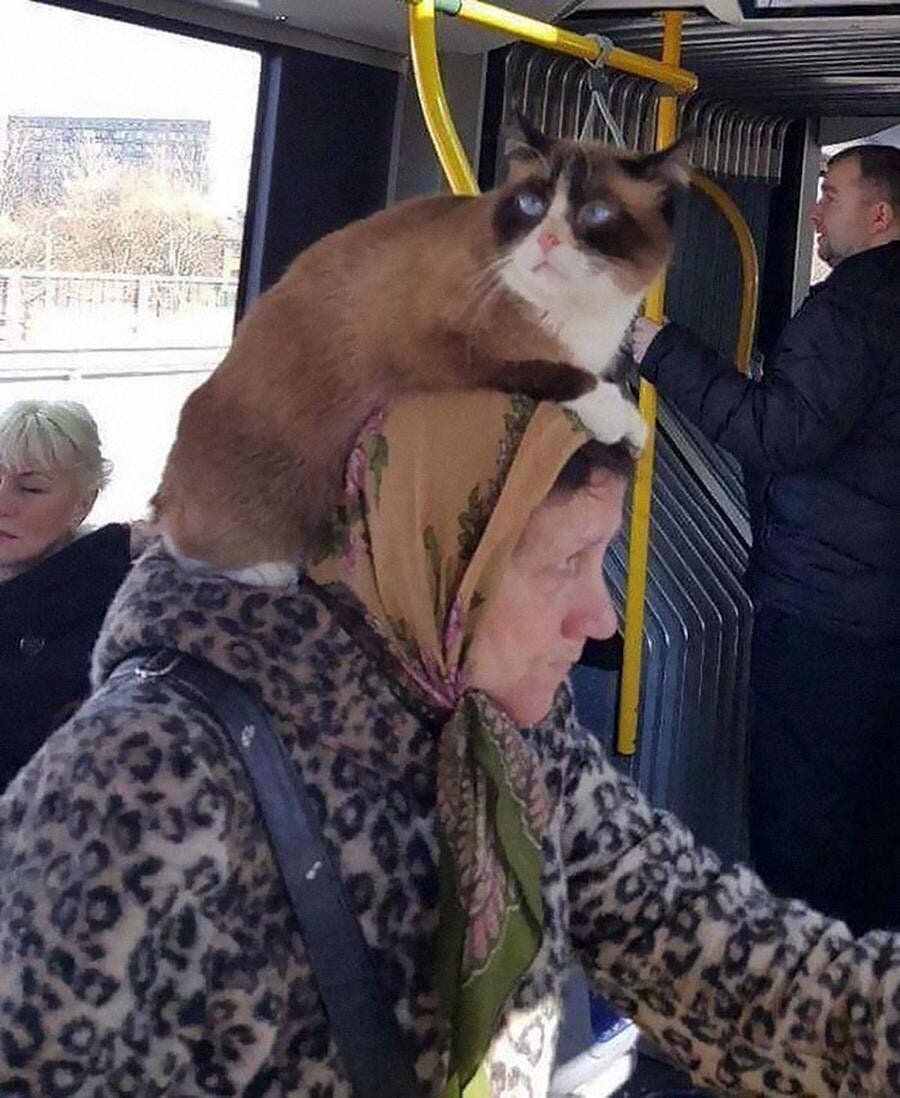 chat, tête, dame