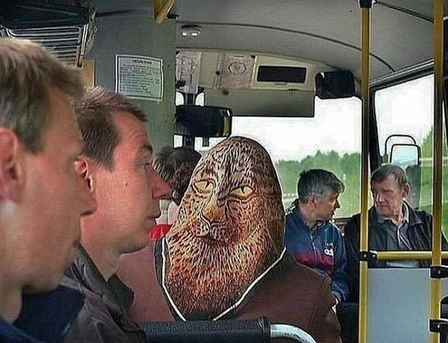 capuche, félin, arrière