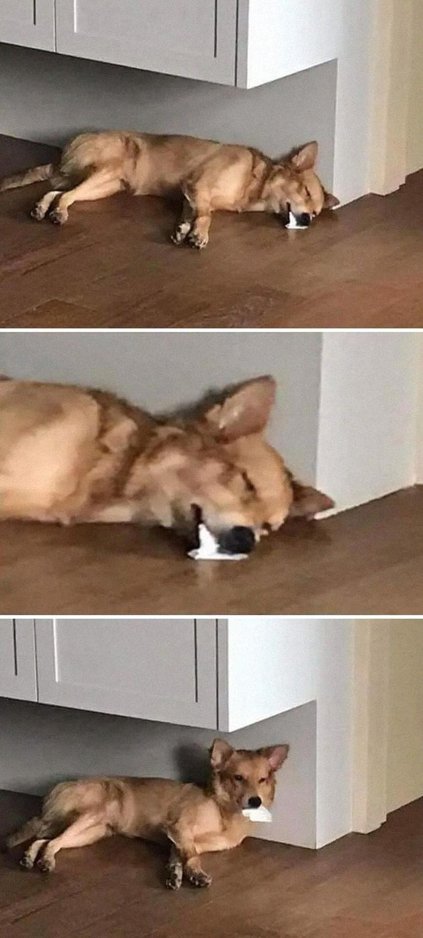 chien, allongé