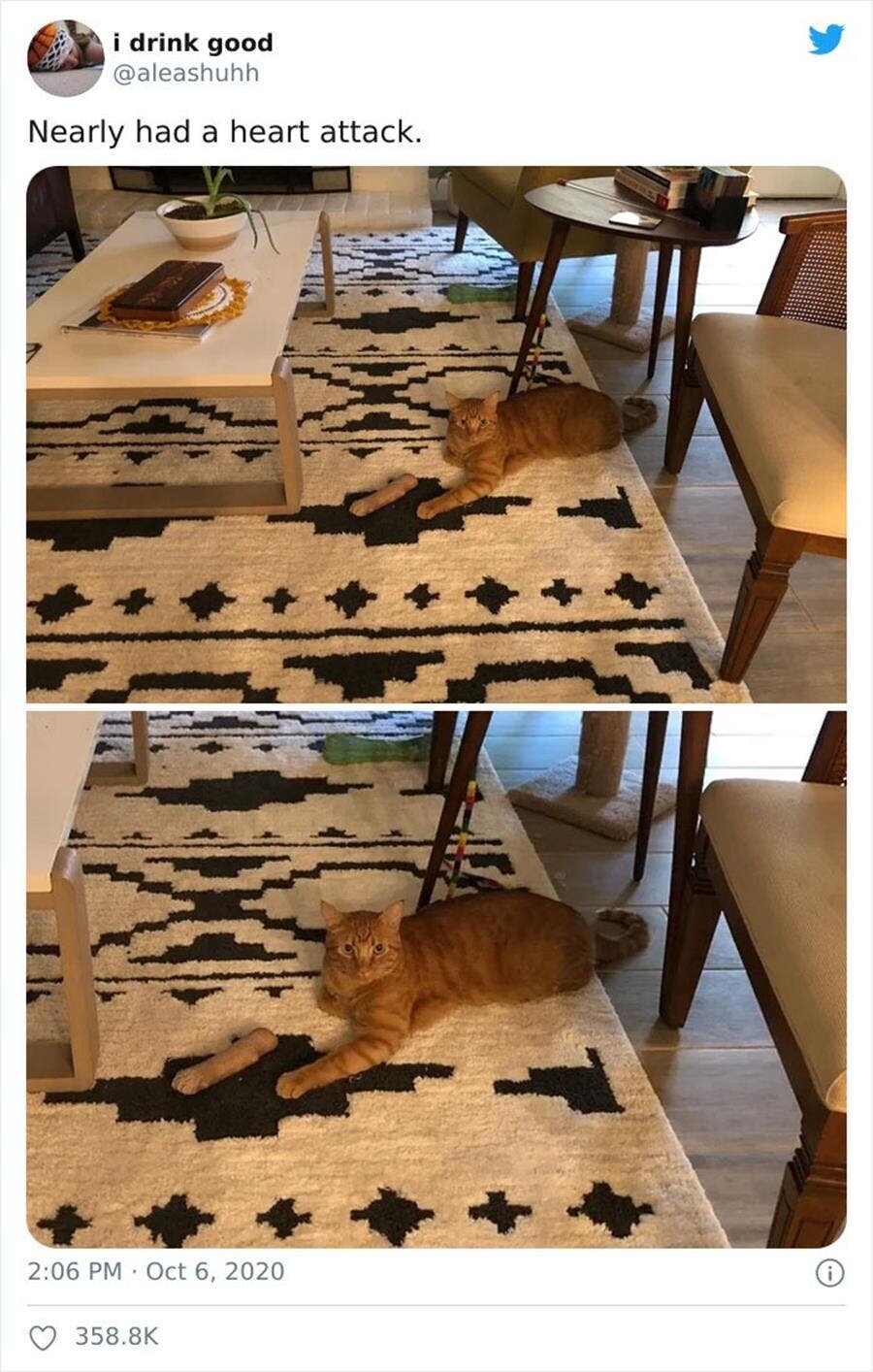 chat, patte