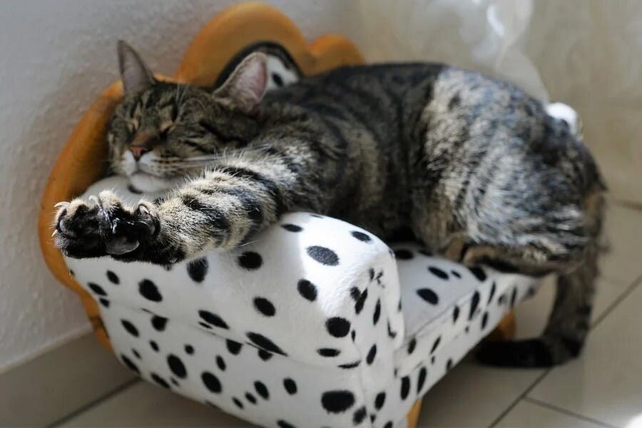 expression, prÃ©nom, chat, animal, tranquille