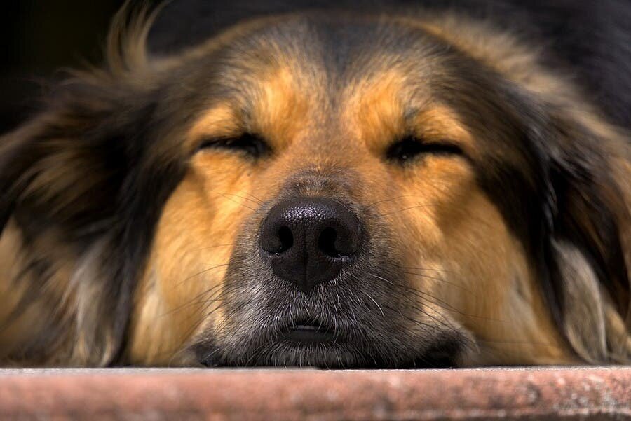expression, prÃ©nom, relax, max, chien