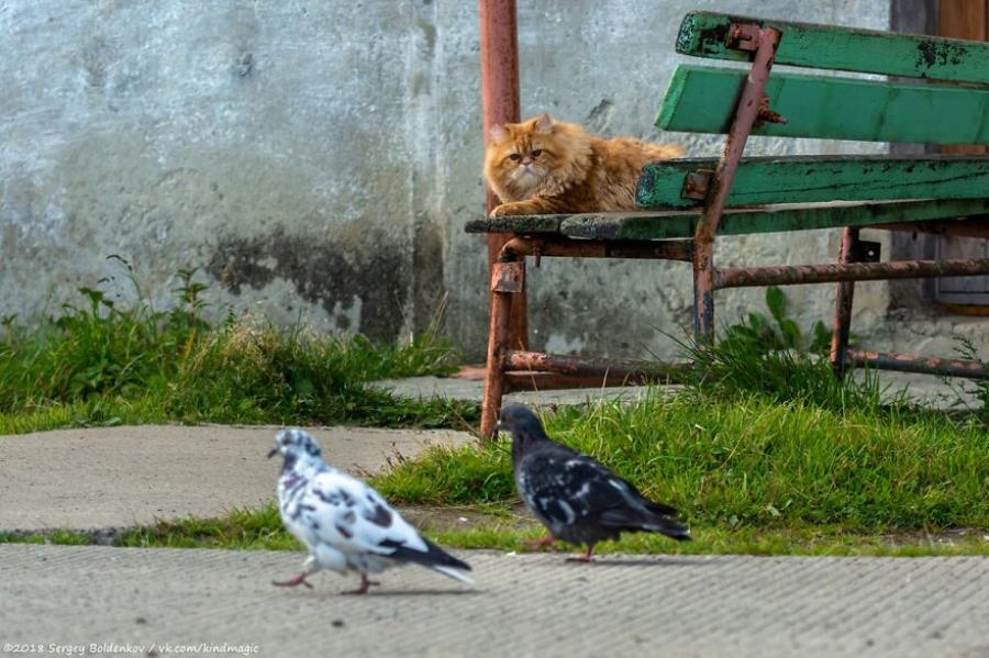 chat, chasse, chat roux, roux, chasseur, pigeons