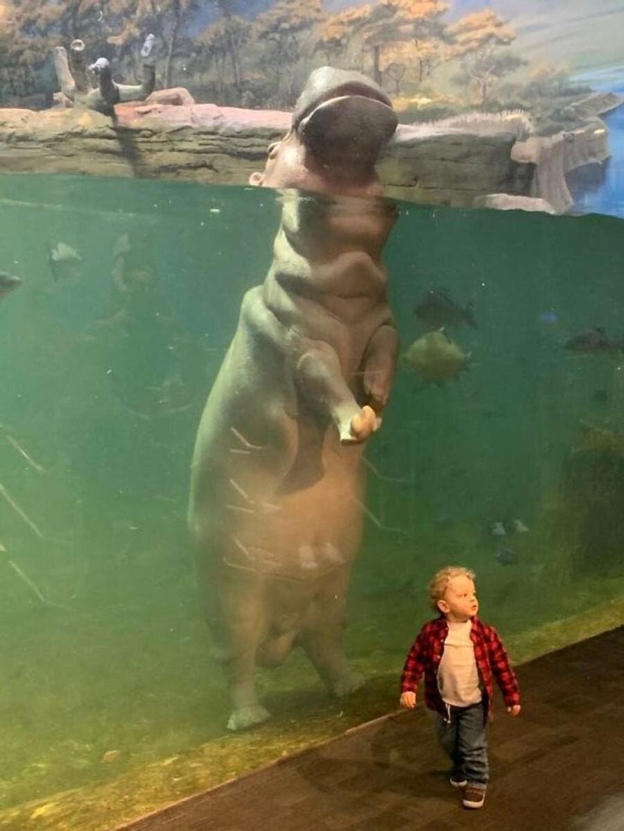 enfant, hippo, jeune, bébé, grand, zoo, debout