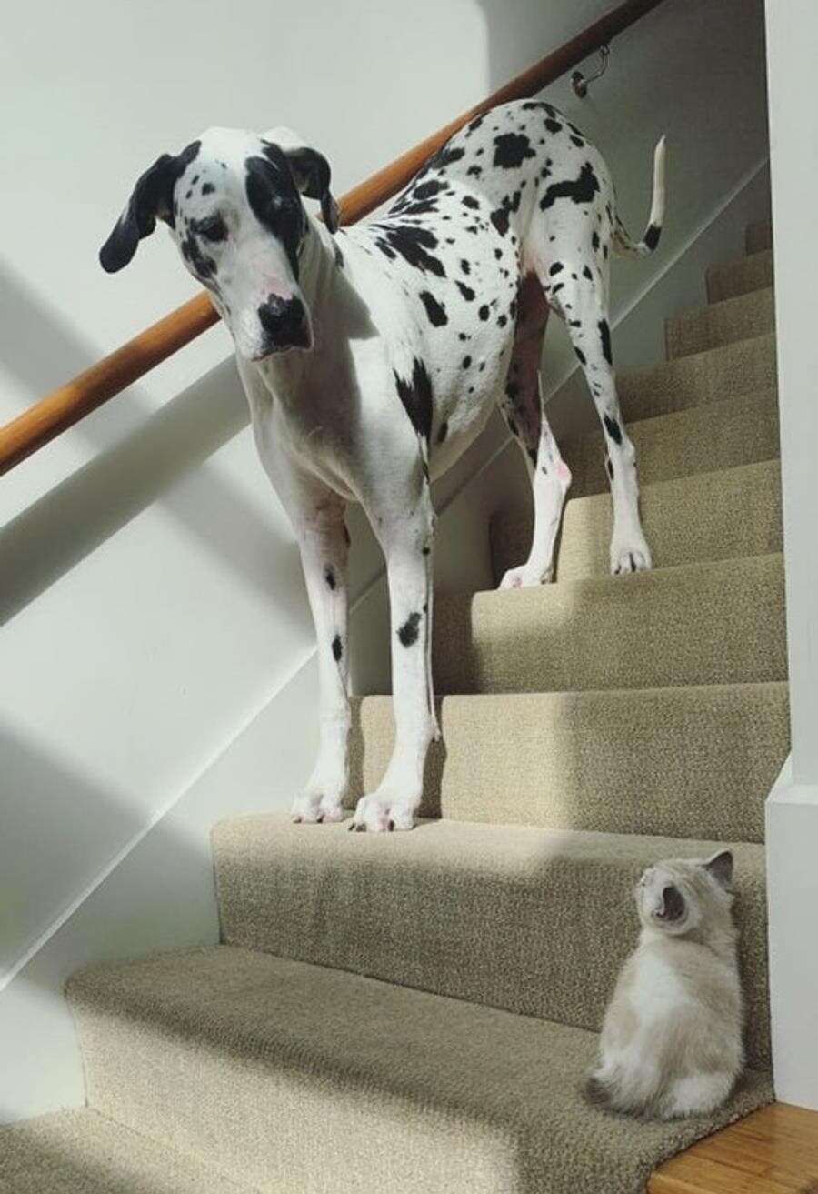 chien, géant, chaton, petit, escalier