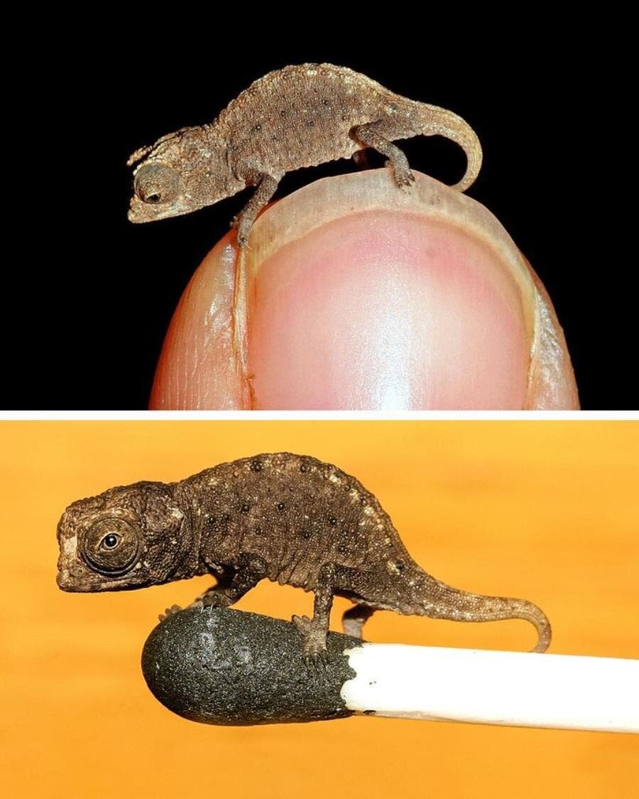 reptile, ongle, doigt, main, minuscule, allumette